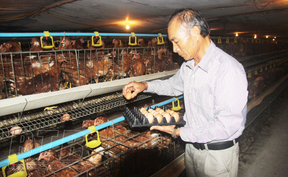 Tiền Hải: Ph&aacute;t triển chăn nu&ocirc;i bền vững