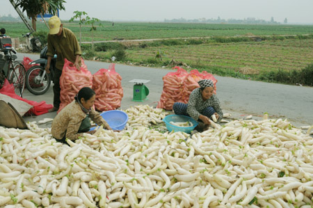 Với vụ đ&ocirc;ng 2010