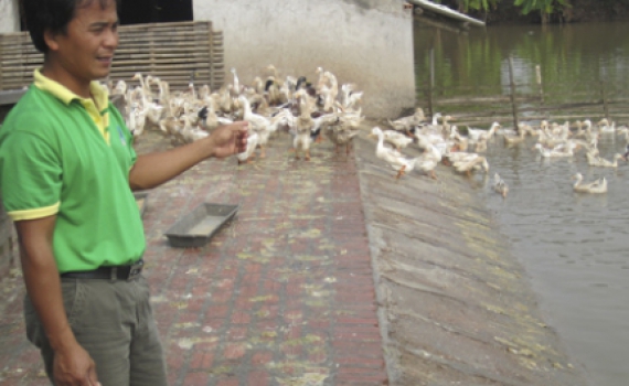 L&agrave;m gi&agrave;u từ nu&ocirc;i vịt, c&aacute;