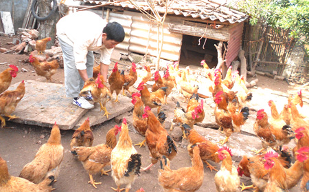 Ph&aacute;t triển theo hướng trang trại, gia trại 