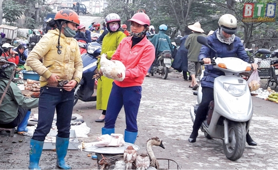 Tăng cường c&aacute;c biện ph&aacute;p ph&ograve;ng chống c&uacute;m gia cầm t&aacute;i ph&aacute;t