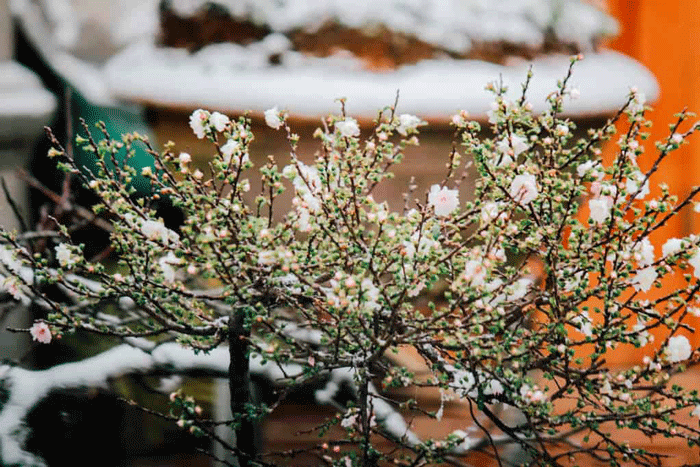 điểm ngắm tuyết rơi