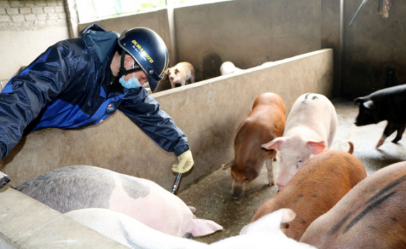 C&ocirc;ng văn số 5081/UBND - KTNN về việc tăng cường ph&ograve;ng chống dịch bệnh lở mồm long m&oacute;ng 