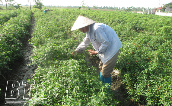 Chăm s&oacute;c c&acirc;y m&agrave;u vụ đ&ocirc;ng