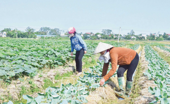 Hưng Hà: Hỗ trợ phụ nữ phát triển toàn diện, xây dựng gia đình hạnh phúc