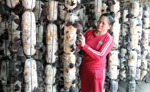 L&agrave;m gi&agrave;u từ trồng nấm b&agrave;o ngư, mộc nhĩ