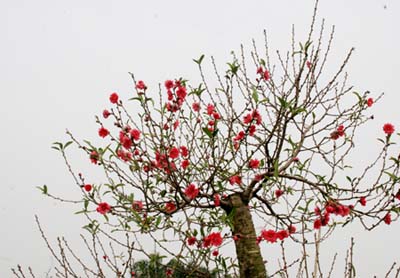 C&aacute;ch chọn c&agrave;nh đ&agrave;o Tết d&aacute;ng đẹp