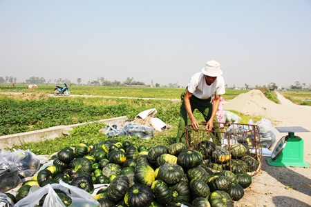 Niềm vui tr&ecirc;n những c&aacute;nh đồng vụ đ&ocirc;ng

