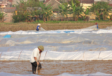 Phấn khởi xuống đồng sản xuất vụ xu&acirc;n