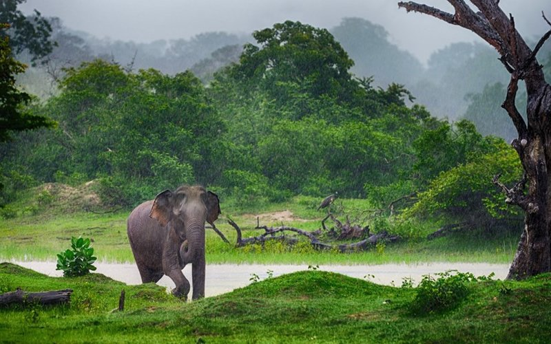 8 trải nghiệm đáng thử nhất tại quốc đảo Sri Lanka 8 trải nghiệm đáng thử nhất tại quốc đảo Sri Lanka