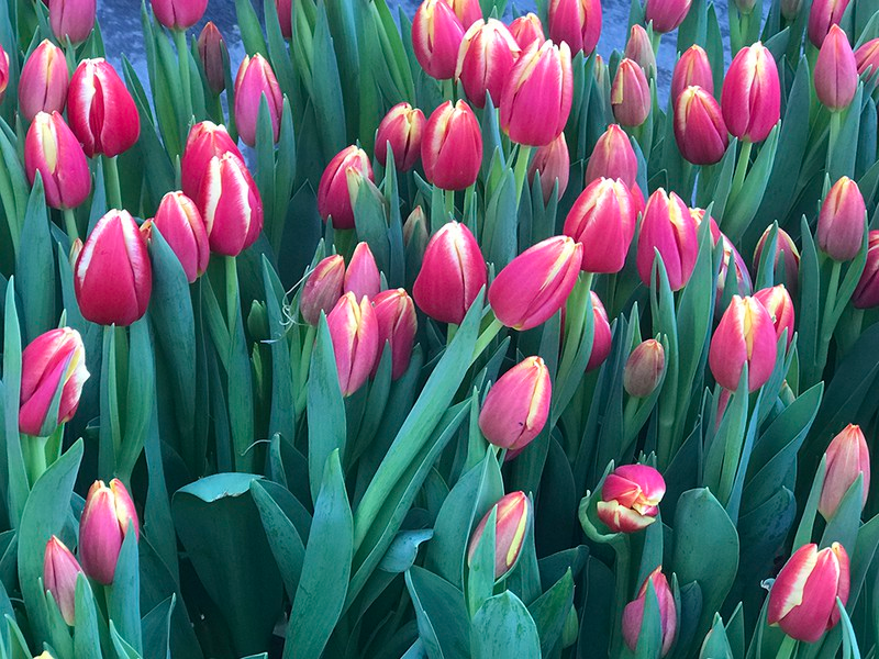 doc dao le hoi hai hoa tuy lip tai bi hinh 5