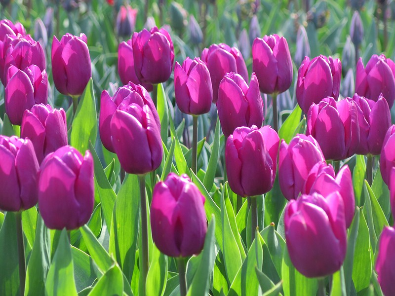 doc dao le hoi hai hoa tuy lip tai bi hinh 6