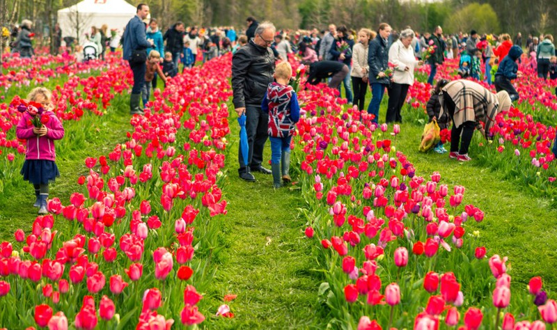 doc dao le hoi hai hoa tuy lip tai bi hinh 11