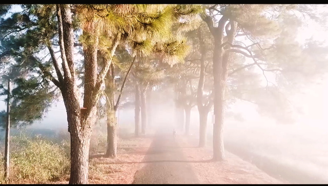 “Lung linh” ngôi chùa cổ nhìn từ trên cao - Ảnh 8.