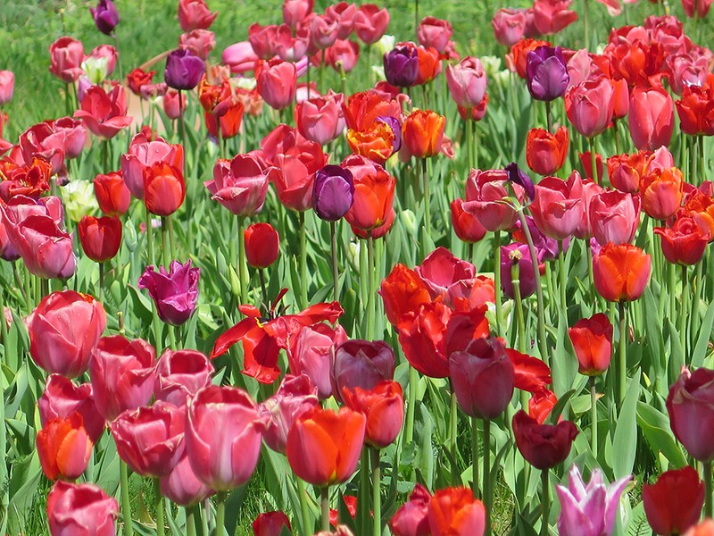 doc dao le hoi hai hoa tuy lip tai bi hinh 9