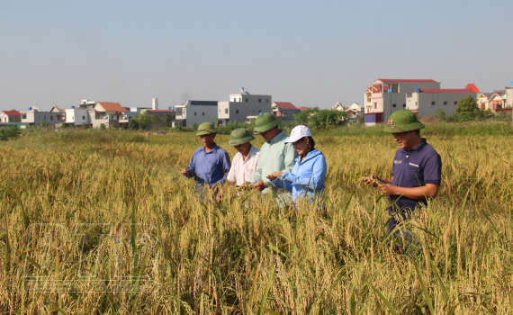 Kh&aacute;t vọng xanh tr&ecirc;n c&aacute;nh đồng