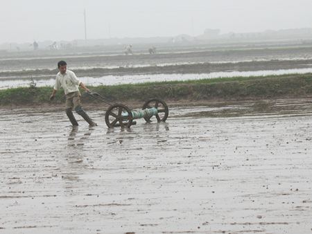 Tin tưởng, h&agrave;o hứng gieo thẳng 98% diện t&iacute;ch
