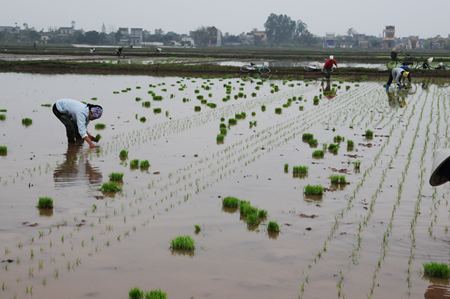 Hướng tới vụ xu&acirc;n năng suất 72tạ /ha