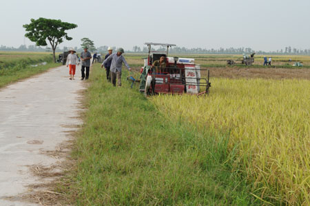 M&ugrave;a v&agrave;ng tr&ecirc;n những c&aacute;nh đồng 