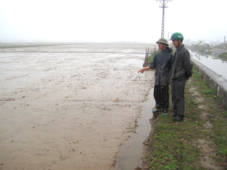 Chuyển biến trong sản xuất l&uacute;a xu&acirc;n ở &ETH;&ocirc;ng Phong