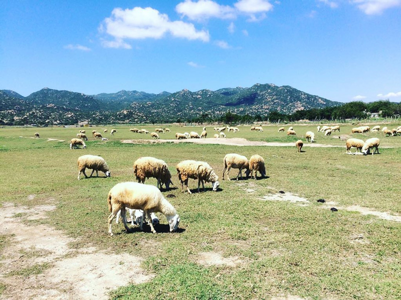 thảo nguyên ở ninh thuận 