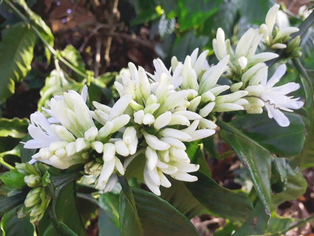 Mãn nhãn với mùa “hoa tuyết” trên đại ngàn Tây Nguyên - 7