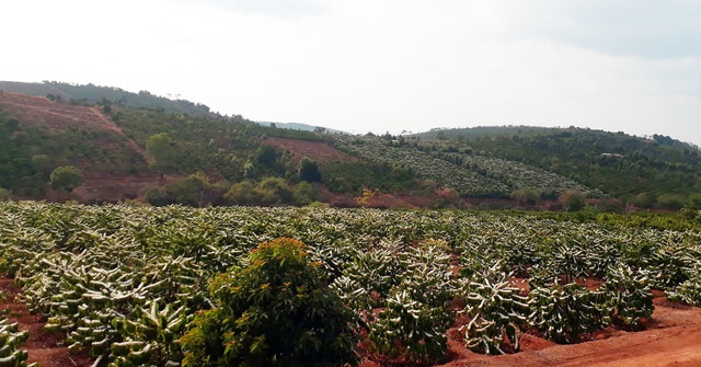 Mãn nhãn với mùa “hoa tuyết” trên đại ngàn Tây Nguyên - 1