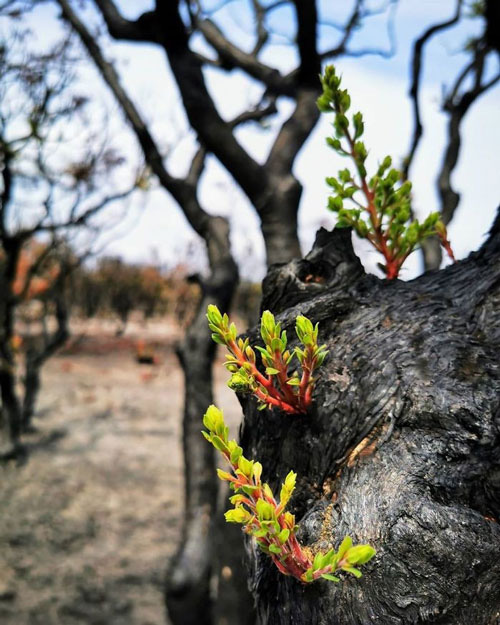 Sự hồi sinh kỳ điệu sau thảm họa cháy rừng ở Australia - Ảnh 5.