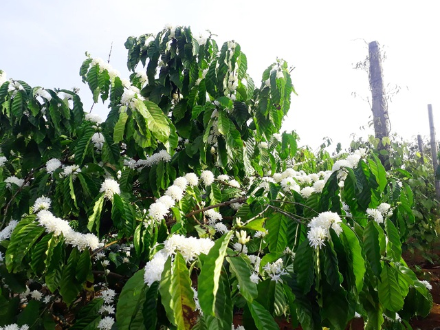 Mãn nhãn với mùa “hoa tuyết” trên đại ngàn Tây Nguyên - 6