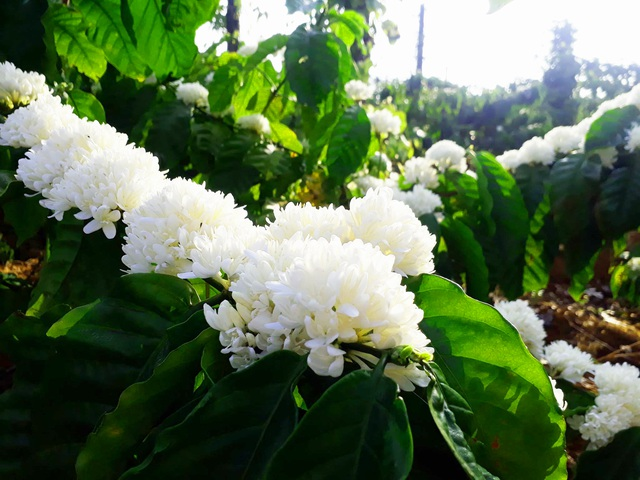 Mãn nhãn với mùa “hoa tuyết” trên đại ngàn Tây Nguyên - 4