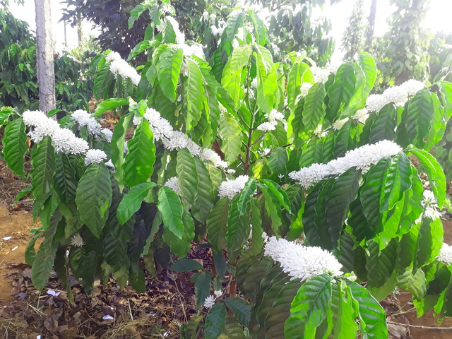 Mãn nhãn với mùa “hoa tuyết” trên đại ngàn Tây Nguyên - 3