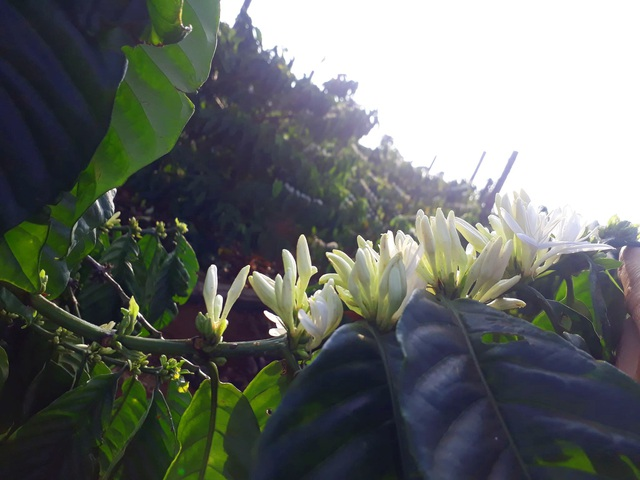 Mãn nhãn với mùa “hoa tuyết” trên đại ngàn Tây Nguyên - 8