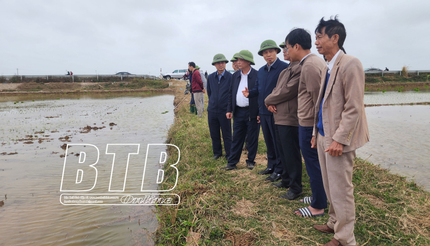 Tu&acirc;n thủ lịch thời vụ gieo cấy l&uacute;a xu&acirc;n