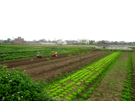 Để c&oacute; m&ugrave;a v&agrave;ng sau dồn điền đổi thửa