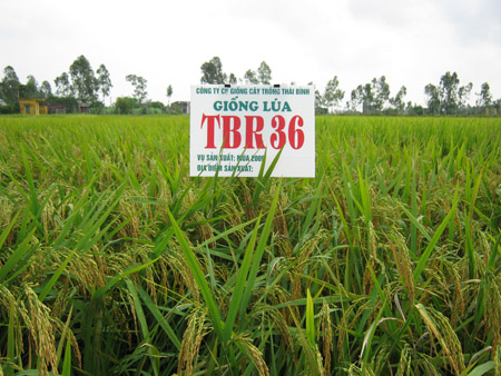 Để thương hiệu l&uacute;a giống Th&aacute;i B&igrave;nh vươn xa