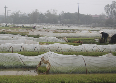 Gi&agrave;nh lại thế chủ động trong sản xuất vụ xu&acirc;n