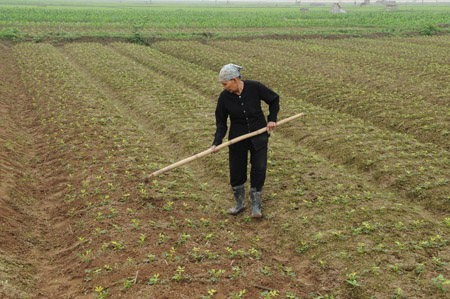 Tập trung chăm s&oacute;c c&acirc;y m&agrave;u vụ xu&acirc;n