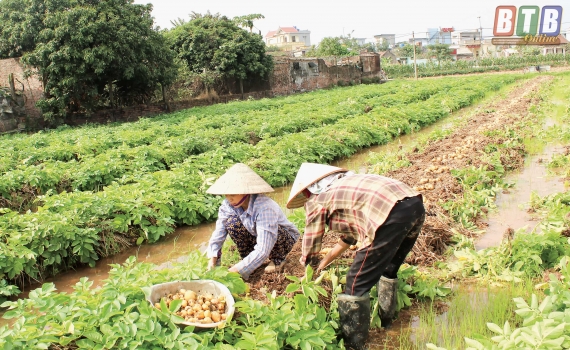 Đông Hưng: Hỗ trợ phụ nữ phát triển kinh tế gắn với bảo vệ môi trường