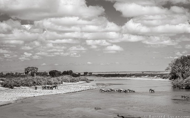 Những hình ảnh cuối cùng về “voi nữ hoàng” có đôi ngà khổng lồ ở Kenya - Ảnh 8.
