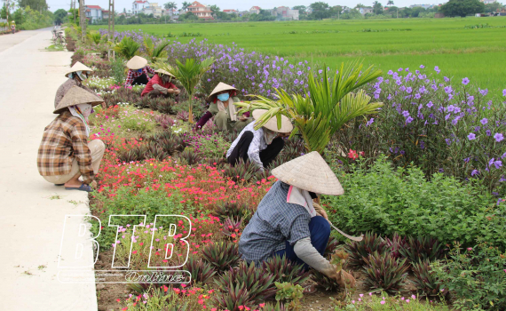 Hội Li&ecirc;n hiệp Phụ nữ huyện Đ&ocirc;ng Hưng: Trồng, chăm s&oacute;c 87km đường hoa