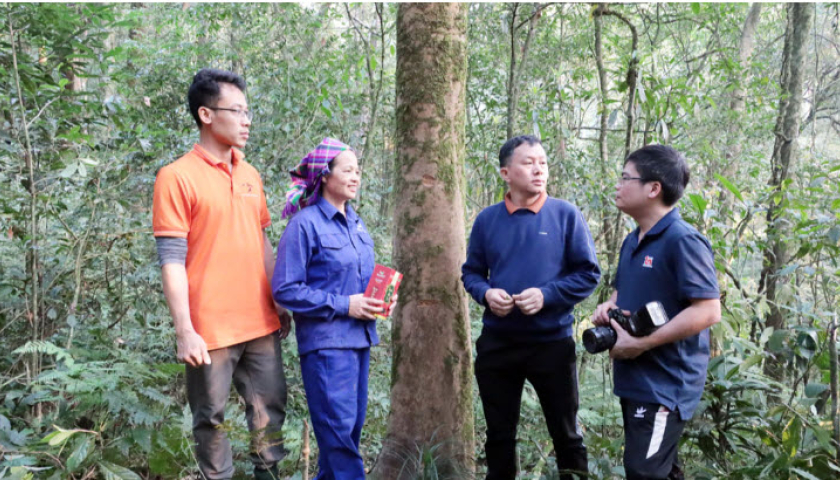 Chuy&ecirc;n gia n&oacute;i g&igrave; về quần thể ch&egrave; cổ tr&ecirc;n n&uacute;i Tam Đảo