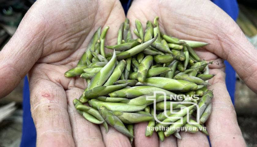 'V&eacute;n m&agrave;n' b&iacute; ẩn ch&egrave; cổ n&uacute;i Tam Đảo thuộc địa phận Th&aacute;i Nguy&ecirc;n - Kỳ 2: Giống ch&egrave; Shan qu&yacute;