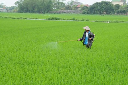 Tr&ecirc;n 12 ngh&igrave;n ha l&uacute;a xu&acirc;n đ&atilde; được ph&ograve;ng trừ bệnh đạo &ocirc;n