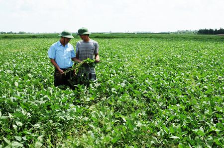 M&ocirc; h&igrave;nh HTX kiểu mới trong qu&aacute; tr&igrave;nh x&acirc;y dựng n&ocirc;ng th&ocirc;n mới