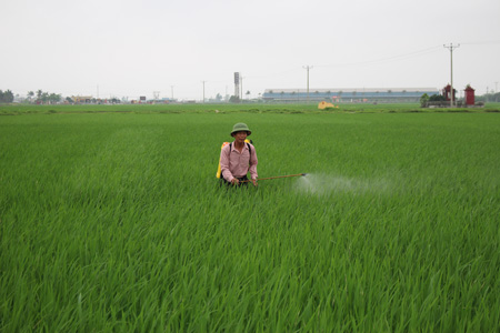 Nỗ lực ph&ograve;ng trừ s&acirc;u bệnh bảo vệ l&uacute;a xu&acirc;n