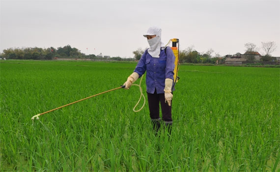 Chỉ thị về việc tăng cường c&ocirc;ng t&aacute;c chỉ đạo sản xuất, ph&ograve;ng trừ s&acirc;u bệnh bảo vệ l&uacute;a Xu&acirc;n năm 2017