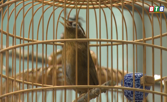 Hội thi chim họa mi tỉnh Th&aacute;i B&igrave;nh mở rộng