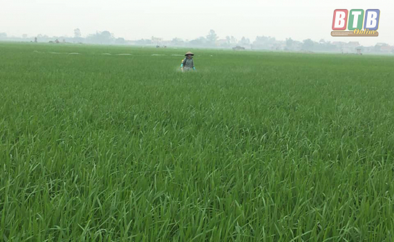 C&ocirc;ng điện khẩn số 10 về việc tập trung l&atilde;nh đạo, chỉ đạo ph&ograve;ng trừ s&acirc;u cuốn l&aacute; nhỏ, bệnh đạo &ocirc;n hại cổ b&ocirc;ng v&agrave; c&aacute;c đối tượng s&acirc;u bệnh hại kh&aacute;c bảo vệ l&uacute;a vụ Xu&acirc;n năm 2020