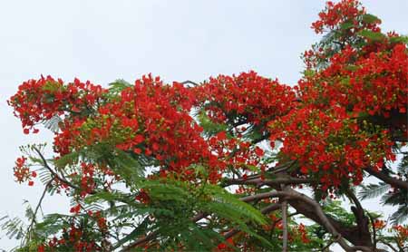 H&egrave; rực ch&aacute;y