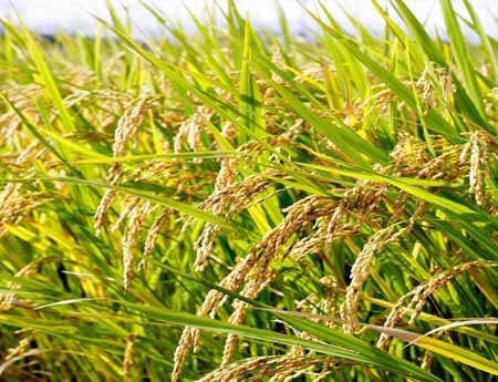 Y&ecirc;u sao hạt l&uacute;a qu&ecirc; m&igrave;nh